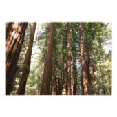 Bis Redwoods II im Muir Woods National Monument Fotodruck (Vorne)