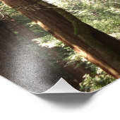 Bis Redwoods II im Muir Woods National Monument Fotodruck (Ecke)