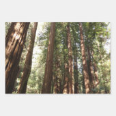 Bis Redwoods II im Muir Woods National Monument Geschenkpapier Set (Vorderseite 2)