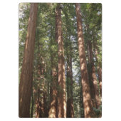 Bis Redwoods II im Muir Woods National Monument Klemmbrett (Rückseite)