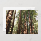 Bis Redwoods II im Muir Woods National Monument Postkarte