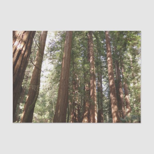 Bis Redwoods II im Muir Woods National Monument Seidenpapier (Vorderseite)