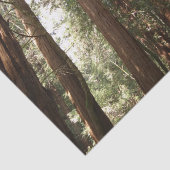 Bis Redwoods II im Muir Woods National Monument Seidenpapier (Ausschnitt)