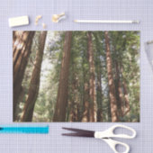 Bis Redwoods II im Muir Woods National Monument Seidenpapier (Handwerk)