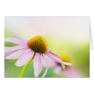 Bis Sunbeams-Entdeckung Sie