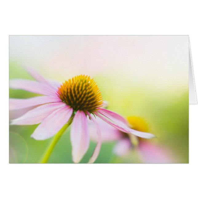 Bis Sunbeams-Entdeckung Sie (Vorderseite (Horizontal))