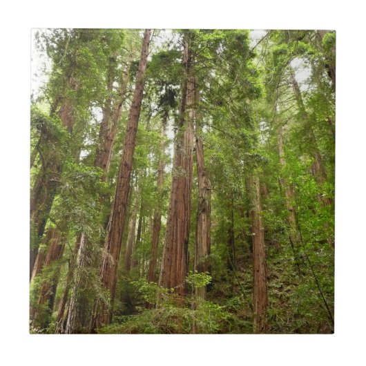 Bis zu Redwoods I im Muir Woods National Monument Fliese (Vorderseite)