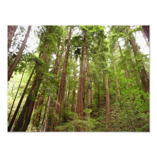 Bis zu Redwoods I im Muir Woods National Monument Fotodruck (Vorne)