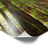 Bis zu Redwoods I im Muir Woods National Monument Fotodruck (Ecke)