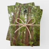 Bis zu Redwoods I im Muir Woods National Monument Geschenkpapier Set (Beispiel)