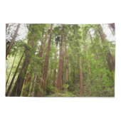 Bis zu Redwoods I im Muir Woods National Monument Kissenbezug (Rückseite)