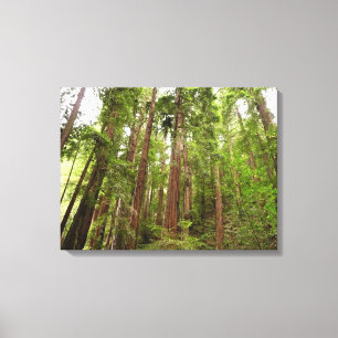 Bis zu Redwoods I im Muir Woods National Monument Leinwanddruck