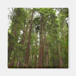 Bis zu Redwoods I im Muir Woods National Monument Magnet