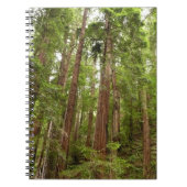 Bis zu Redwoods I im Muir Woods National Monument Notizblock (Vorderseite)