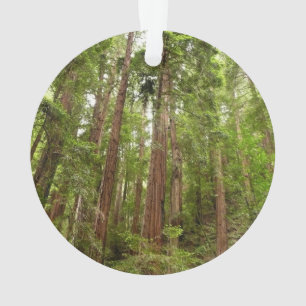 Bis zu Redwoods I im Muir Woods National Monument Ornament