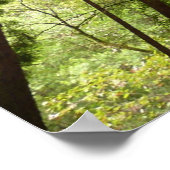 Bis zu Redwoods I im Muir Woods National Monument Poster (Ecke)