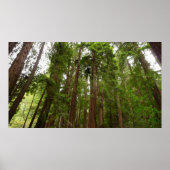 Bis zu Redwoods I im Muir Woods National Monument Poster (Vorne)