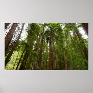 Bis zu Redwoods I im Muir Woods National Monument Poster