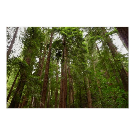 Bis zu Redwoods I im Muir Woods National Monument Poster (Vorderseite)