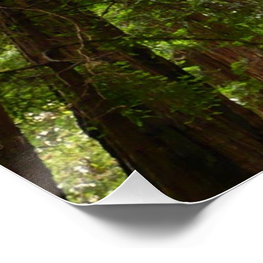 Bis zu Redwoods I im Muir Woods National Monument Poster (Ecke)