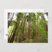 Bis zu Redwoods I im Muir Woods National Monument Postkarte (Vorne/Hinten)