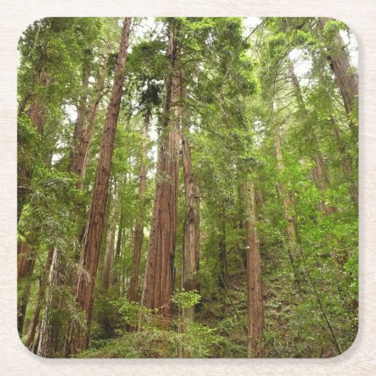 Bis zu Redwoods I im Muir Woods National Monument Rechteckiger Pappuntersetzer (Vorderseite)
