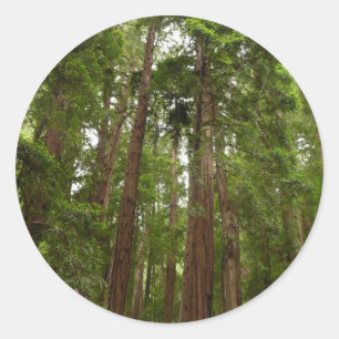 Bis zu Redwoods I im Muir Woods National Monument Runder Aufkleber