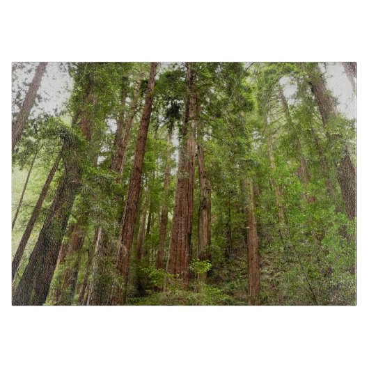 Bis zu Redwoods I im Muir Woods National Monument Schneidebrett (Vorderseite)