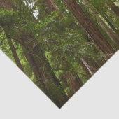 Bis zu Redwoods I im Muir Woods National Monument Seidenpapier (Detail)