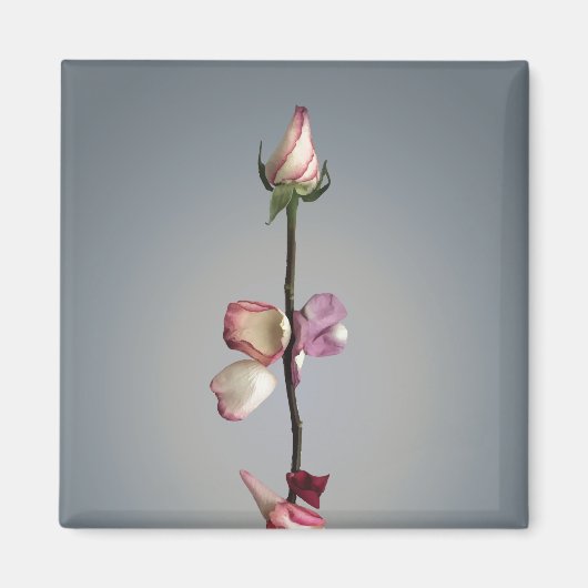 Bis zum letzten Blatt... Magnet (Vorne)