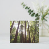 Bis zum Redwoods am Morgen (Stehend Vorderseite)