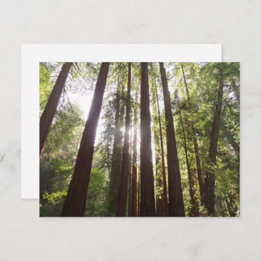 Bis zum Redwoods am Morgen (Vorne/Hinten)