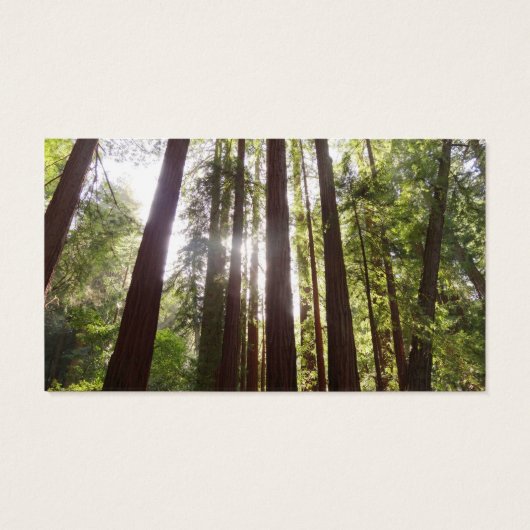 Bis zum Redwoods am Morgen (Rückseite)