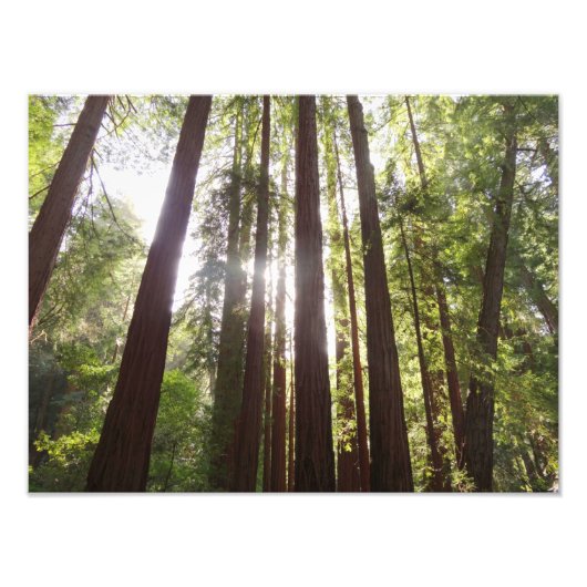 Bis zum Redwoods am Morgen Fotodruck (Vorne)