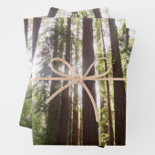 Bis zum Redwoods am Morgen Geschenkpapier Set (Beispiel)