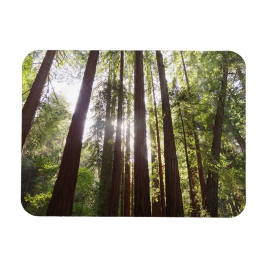 Bis zum Redwoods am Morgen Magnet (Horizontal)