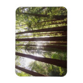 Bis zum Redwoods am Morgen Magnet (Vertikal)
