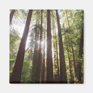 Bis zum Redwoods am Morgen Magnet