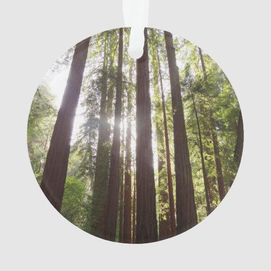 Bis zum Redwoods am Morgen Ornament (Rückseite)