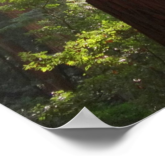 Bis zum Redwoods am Morgen Poster (Ecke)