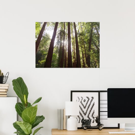 Bis zum Redwoods am Morgen Poster (Heimbüro)