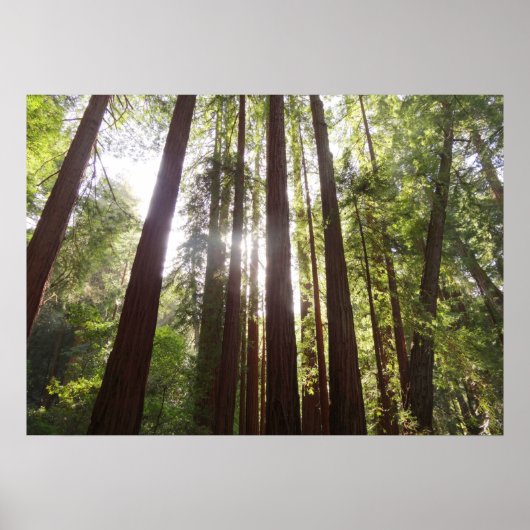 Bis zum Redwoods am Morgen Poster (Vorne)