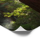 Bis zum Redwoods am Morgen Poster (Ecke)