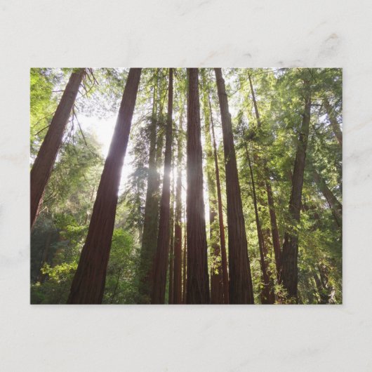 Bis zum Redwoods am Morgen Postkarte (Vorderseite)