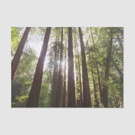 Bis zum Redwoods am Morgen Seidenpapier (Vorderseite)