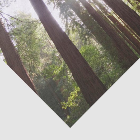 Bis zum Redwoods am Morgen Seidenpapier (Ausschnitt)