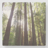 Bis zum Redwoods am Morgen Steinuntersetzer (Vorderseite)