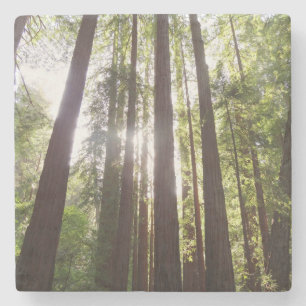 Bis zum Redwoods am Morgen Steinuntersetzer