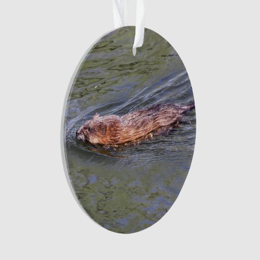 Bisamratte Ornament (Vorderseite)