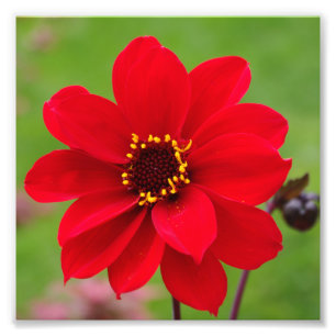 Bischof von Llandaff Dahlia Fotodruck
